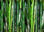 Bambus / Viskose